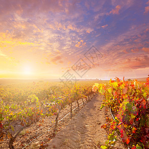 西班牙酒庄在西班牙乌提尔雷凯纳葡萄园的葡萄园里 日出季节食物酒厂实用程序水果生产太阳请求日落场地背景