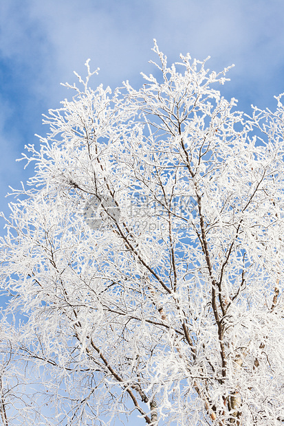 青霜覆盖的树天空阳光蓝色场景雪花美丽森林荒野树木季节图片