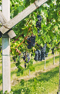 葡萄的葡萄园图片