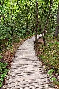 Wooden 人行道环境小路木头方式叶子绿色花园森林国家公园图片
