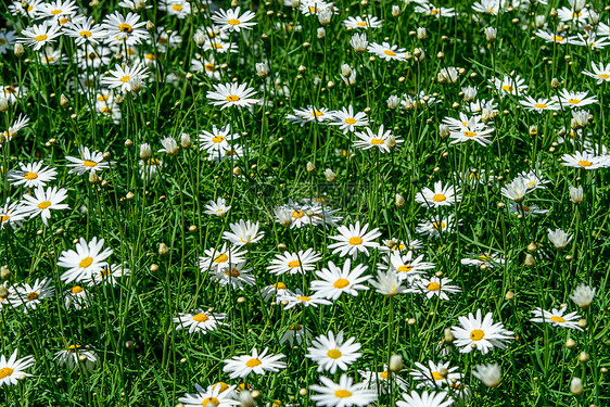 自然中的绿草和甘菊晴天公园季节阳光雏菊场地团体草本植物生长荒野图片