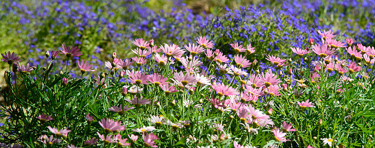 自然中的绿草和甘菊花园药品太阳宏观荒野草地花瓣植物公园雏菊图片