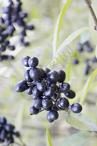 长莓植物黑色树叶伞形衬套绿色水果叶子花序植物群图片