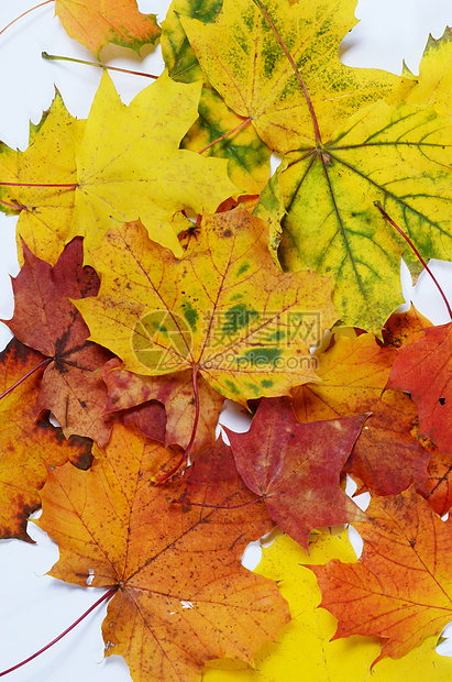 秋季假期绿色橙子叶子季节黄色红色树叶图片