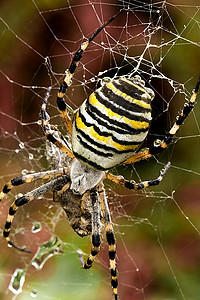 黄蜂蜘蛛栖息地惊吓野生动物网络动物群动物生活荒野生物黑色图片