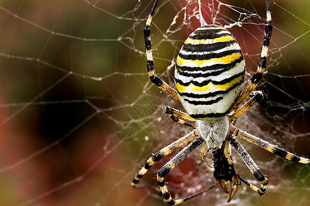 黄蜂蜘蛛栖息地惊吓黄色生物荒野黑色野生动物上行生活丝绸图片