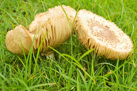绿色草地上的蘑菇生长季节食物白色死亡植物森林叶子宏观苔藓图片