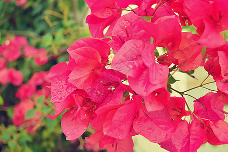 粉花开花黄色植物群花园植物树叶绿色白色场地园艺阳光图片