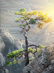 岩石上的树木目的地松树光束太阳地方石头边缘位置季节阳光图片