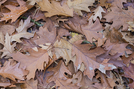 秋季假期绿色树叶季节季节性森林叶子植物群植物棕色橙子图片