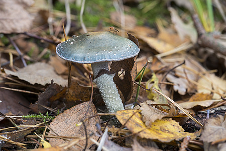 立方体苔藓生长植物树木菌类季节荒野宏观食物蔬菜图片