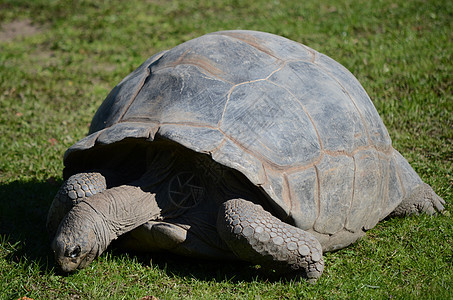 巨龟动物园乌龟动物爬行动物草地动物群野生动物爬虫图片
