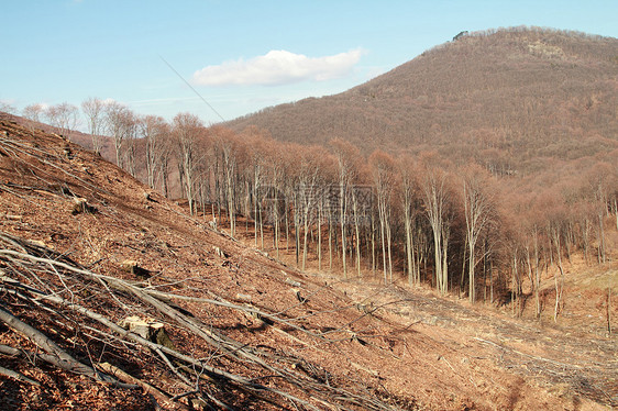 伐木树桩松树季节木头损害材料生态棕色砍伐破坏图片