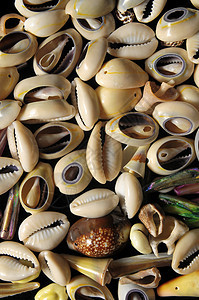 海壳壳沉积物骨骼石灰石螺旋獠牙粉笔海鲜蜗牛生活框架图片
