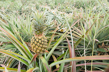 菠萝农场饮食热带国家花园水果生长场地农业蔬菜种植园图片