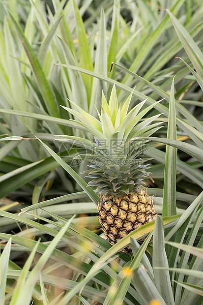 菠萝农场热带场地花园农业生长植物饮食水果国家营养图片