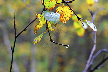 雨后树枝上的湿叶子树叶森林生活金子雨滴木头活力季节生长红色图片