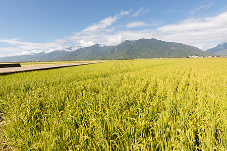 金田稻田村庄场景稻田天空植物土地生长谷物粮食环境图片
