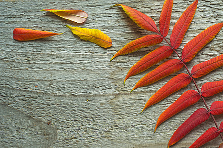 秋叶橙子晴天季节性叶子太阳框架边界植物群红色活力图片
