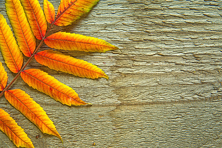 秋叶黄色植物橙子晴天边界框架季节性红色叶子太阳图片
