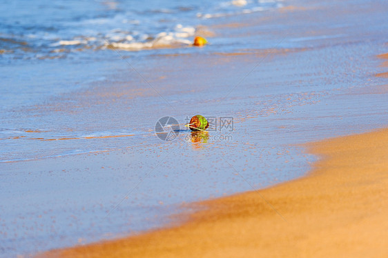 椰子水果海岸异国蔬菜情调坚果热带食物蓝色支撑图片