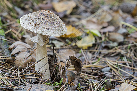 森林中的真菌烹饪森林蜂蜜美食苔藓荒野团体美味云杉食物图片
