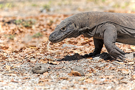 科莫多龙巨蜥野生动物异国日光爬虫动物荒野捕食者监视器蜥蜴图片