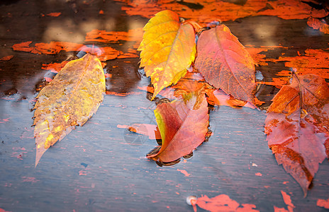 秋天在水上落黄的叶子植物反射太阳池塘墙纸晴天橙子季节性公园季节图片