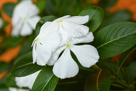 坚忍的玫瑰花季节植物群癌症花束中心玫瑰宏观花园草本植物衬套图片