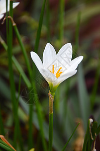 白园艺花园宏观草地野花季节植物叶子橙子雌蕊图片