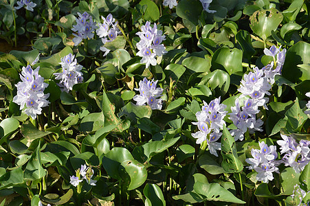 水卤化物绿色池塘兰花植物学蔬菜紫色生态环境植物树叶图片