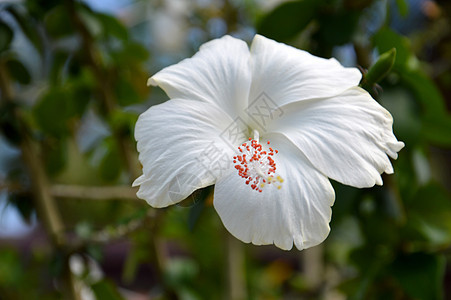 白碧花花热带植物群树叶衬套叶子花粉植物植物学雌蕊花瓣图片