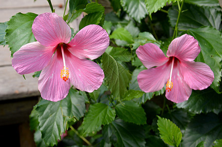 粉红碧花花花瓣植物热带木槿植物学雌蕊情调衬套植物群生长图片