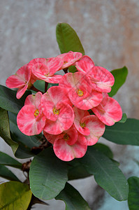 乌普霍比亚毫升德穆尔灌木花瓣军官植物荆棘冠荆棘房子花园植物群叶子图片