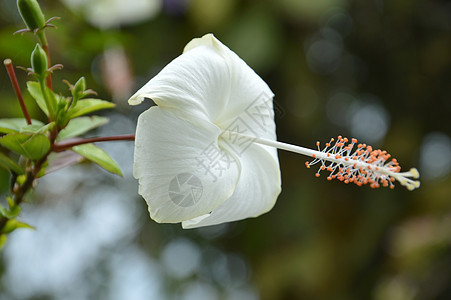 白碧花花异国花瓣叶子植物群宏观生长植物花粉衬套树叶图片