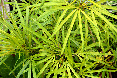 绿面热带森林草本植物生长植物群宏观植物植物学曲线扇子图片