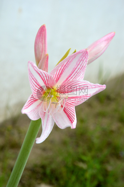 白氨酰氟花季节植物群热带灯泡叶子百合花粉花园花瓣生长图片