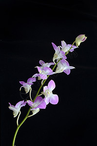兰花瓣宏观叶子脆弱性紫色植物学花园植物温泉花束图片