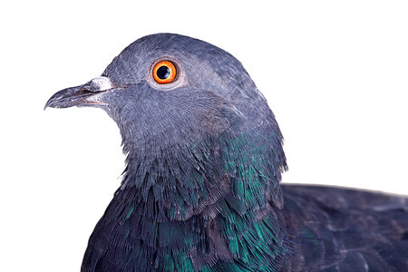 白底的鸽子动物大鸟羽毛城市化灰色眼睛蓝色城市鸟类野生动物图片