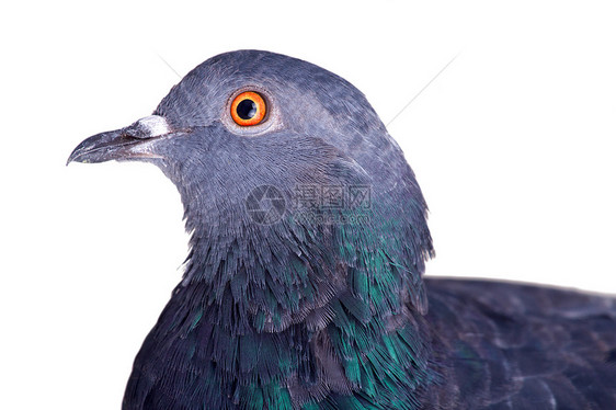 白底的鸽子动物大鸟羽毛城市化灰色眼睛蓝色城市鸟类野生动物图片