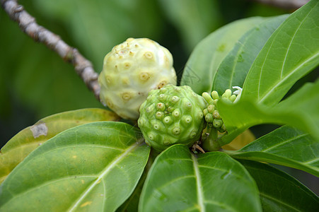 果类莫林达柑橘叶子植物水果营养素树叶愈合食物赏金草本植物果汁图片