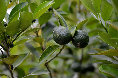 石灰果叶子农业水果植物橙子茶点热带果汁生长收成图片