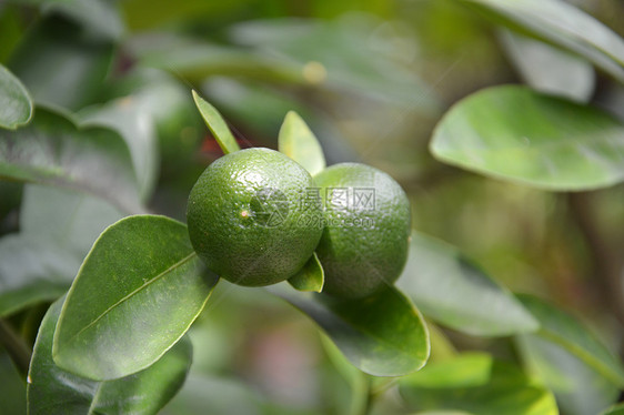 石灰果茶点农业收成热带植物柠檬场地美食生长橙子图片