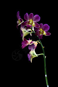 兰异国宏观脆弱性热带温泉植物群叶子紫色花瓣植物图片