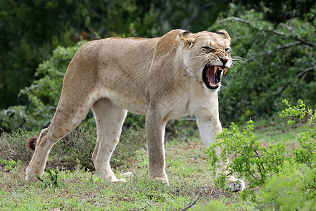 狮子号女性动物国王狮子胡须猫科动物捕食者荒野哺乳动物野生动物图片