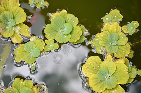 池塘植物花园浮萍树叶冥想杂草环境荒野荷花花瓣水池图片