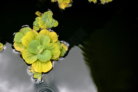 池塘植物季节水池叶子冥想花瓣花园杂草反射热带植物学图片