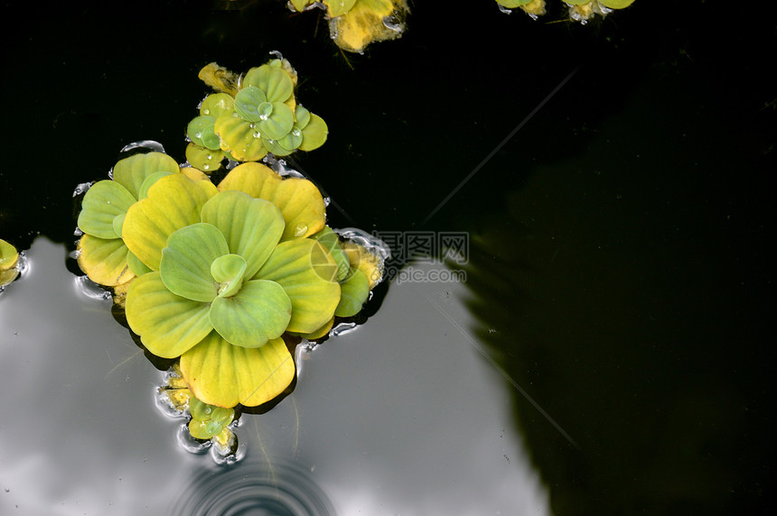 池塘植物季节水池叶子冥想花瓣花园杂草反射热带植物学图片