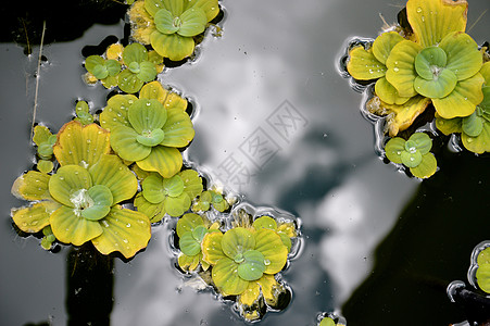 池塘植物荷花花园热带植物学环境冥想树叶荒野花瓣反射图片