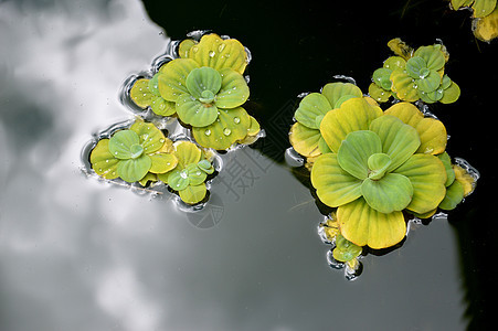 池塘植物生长浮萍季节植物学冥想叶子杂草荒野水池反射图片